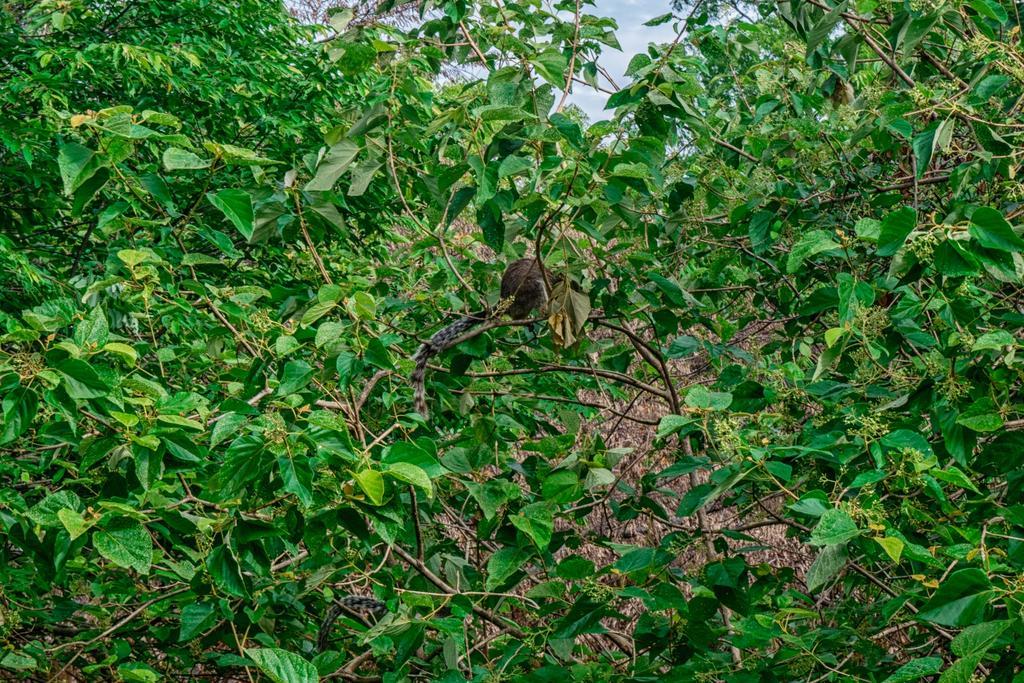 Вилла Wildescape Полоннарува Экстерьер фото